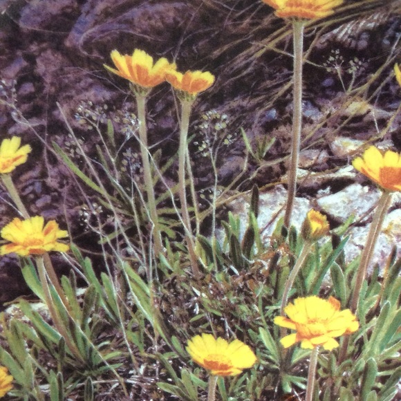 Smucker’s 1996 Native Reserve Series Plate #1 - Picture 2 of 4